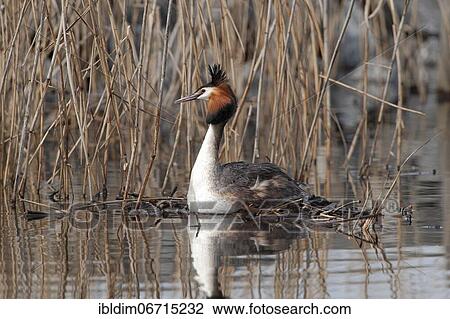 Great crested grebe (Podiceps cristatus) breeding on floating nest, Lower Saxony, Germany, Europe View Large Photo Image Stock Image - Great crested grebe (Podiceps cristatus) breeding on floating nest, Lower Saxony, Germany, Europe. Fotosearch