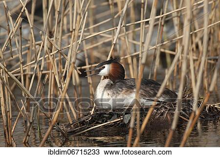 Stock Image - Great crested grebe (Podiceps cristatus) breeding on floating nest, Lower Saxony, Germany, Europe. Fotosearch
