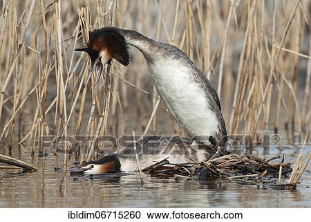 Great crested grebe (Podiceps cristatus) Mating on the nest, Lower Saxony, Germany, Europe View Large Photo Image Stock Image - Great crested grebe (Podiceps cristatus) Mating on the nest, Lower Saxony, Germany, Europe. Fotosearch