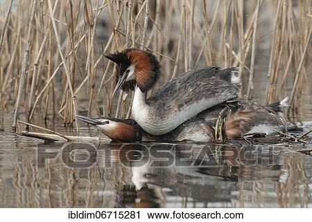 Great crested grebe (Podiceps cristatus) End of mating on the nest, Lower Saxony, Germany, Europe View Large Photo Image Stock Image - Great crested grebe (Podiceps cristatus) End of mating on the nest, Lower Saxony, Germany, Europe. Fotosearch