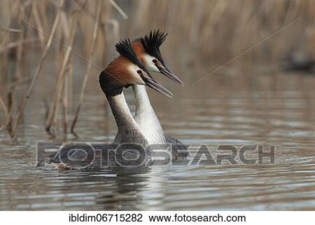 Stock Image - Great crested grebe (Podiceps cristatus) Courtship ritual of Great crested grebes, Lower Saxony, Germany, Europe. Fotosearch