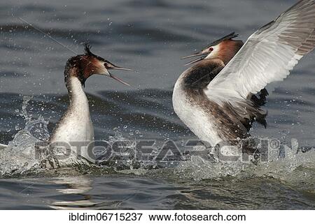 Great crested grebe (Podiceps cristatus), territorial fight, Lower Saxony, Germany, Europe View Large Photo Image Stock Photo - Great crested grebe (Podiceps cristatus), territorial fight, Lower Saxony, Germany, Europe. Fotosearch