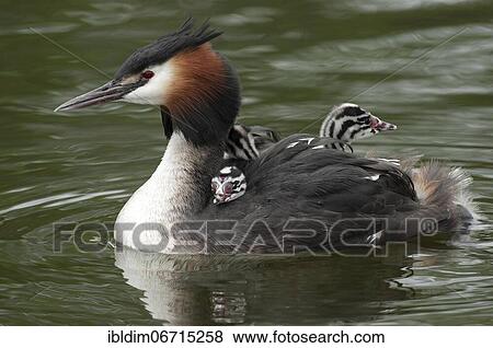 Great crested grebe (Podiceps cristatus) with young birds on mother's back in plumage, Lower Saxony, Germany, Europe View Large Photo Image Stock Photo - Great crested grebe (Podiceps cristatus) with young birds on mother's back in plumage, Lower Saxony, Germany, Europe. Fotosearch