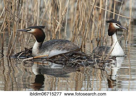 Great crested grebe (Podiceps cristatus) Brood release, Lower Saxony, Germany, Europe View Large Photo Image Stock Photo - Great crested grebe (Podiceps cristatus) Brood release, Lower Saxony, Germany, Europe. Fotosearch