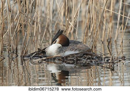 Great crested grebe (Podiceps cristatus) breeding on floating nest, Lower Saxony, Germany, Europe View Large Photo Image Stock Photo - Great crested grebe (Podiceps cristatus) breeding on floating nest, Lower Saxony, Germany, Europe. Fotosearch