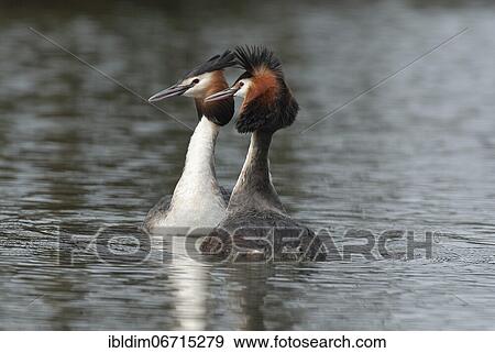 Great crested grebe (Podiceps cristatus) Courtship ritual of Great crested grebes, Lower Saxony, Germany, Europe View Large Photo Image Stock Photo - Great crested grebe (Podiceps cristatus) Courtship ritual of Great crested grebes, Lower Saxony, Germany, Europe. Fotosearch