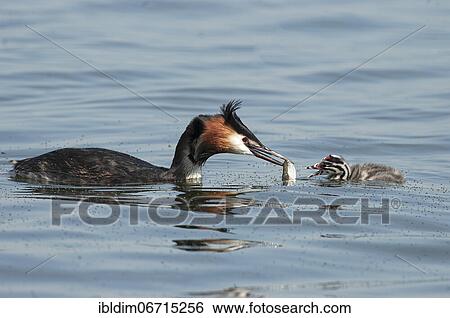 Stock Photograph - Great crested grebe (Podiceps cristatus) feeding the young bird with a fish, Lower Saxony, Germany, Europe. Fotosearch