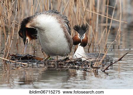 Great crested grebe (Podiceps cristatus) Brood release, Lower Saxony, Germany, Europe View Large Photo Image Stock Photography - Great crested grebe (Podiceps cristatus) Brood release, Lower Saxony, Germany, Europe. Fotosearch