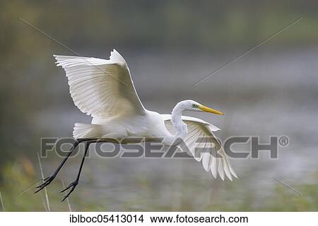 Picture - Great egret (Ardea alba), Wolfsburg, Lower Saxony, Germany, Europe. Fotosearch