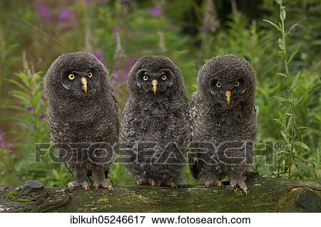 Great grey owl (Strix nebulosa), branchlings, Germany, Europe View Large Photo Image Stock Photo - Great grey owl (Strix nebulosa), branchlings, Germany, Europe. Fotosearch