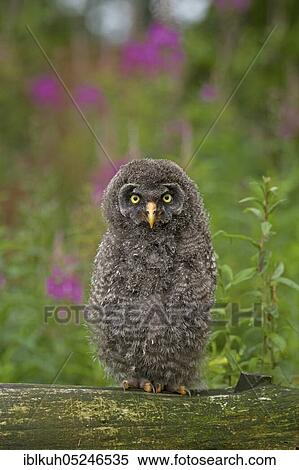 Great grey owl (Strix nebulosa), branchling, Germany, Europe View Large Photo Image Stock Photography - Great grey owl (Strix nebulosa), branchling, Germany, Europe. Fotosearch