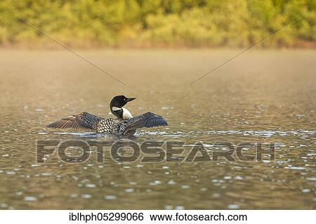 Great Northern Diver (Gavia always), La Mauricie National Park, Quebec, Canada, North America View Large Photo Image Stock Photograph - Great Northern Diver (Gavia always), La Mauricie National Park, Quebec, Canada, North America. Fotosearch