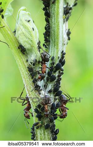 Stock Image - Great Red Wood Ant (Formica rufa), Germany, Europe. Fotosearch