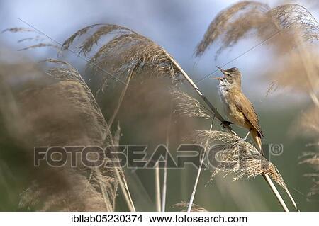 Great Reed Warbler (Acrocephalus arundinaceus), Lusatia, Saxony, Germany, Europe View Large Photo Image Picture - Great Reed Warbler (Acrocephalus arundinaceus), Lusatia, Saxony, Germany, Europe. Fotosearch