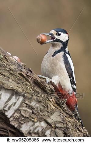 Great spotted woodpecker (Dendrocopos major) Sprechtschmiede, Lower Saxony, Germany, Europe View Large Photo Image Stock Photograph - Great spotted woodpecker (Dendrocopos major) Sprechtschmiede, Lower Saxony, Germany, Europe. Fotosearch