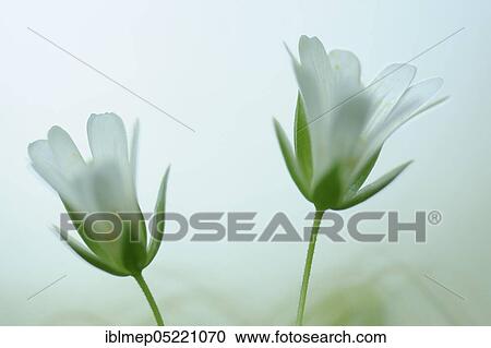 Great stitchwort (Stellaria holostea) View Large Photo Image Stock Image - Great stitchwort (Stellaria holostea). Fotosearch