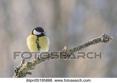Stock Photo - Great tit (Parus major) Lower Saxony, Germany, Europe. Fotosearch
