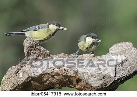 Great Tit (Parus major), Lower Saxony, Germany, Europe View Large Photo Image Stock Photo - Great Tit (Parus major), Lower Saxony, Germany, Europe. Fotosearch