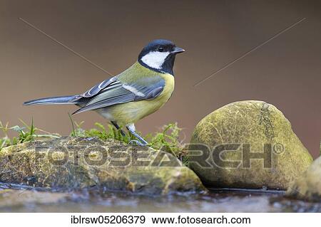 Stock Photo - Great tit (Parus major) Lower Saxony, Germany, Europe. Fotosearch