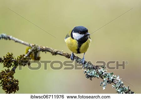 Great tit (Parus major), Vulkaneifel, Rhineland-Palatinate, Germany, Europe View Large Photo Image Stock Photograph - Great tit (Parus major), Vulkaneifel, Rhineland-Palatinate, Germany, Europe. Fotosearch