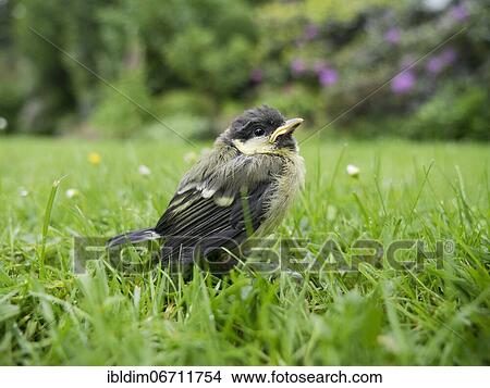 Picture - Great tit (Parus major) young bird in the garden on the lawn, North Rhine-Westphalia, Germany, Europe. Fotosearch
