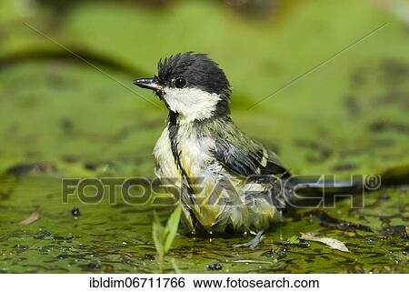 Great tit (Parus major) young bird in garden pond at bathing, North Rhine-Westphalia, Germany, Europe View Large Photo Image Stock Photograph - Great tit (Parus major) young bird in garden pond at bathing, North Rhine-Westphalia, Germany, Europe. Fotosearch