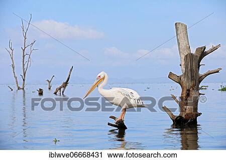 Stock Image - Great white pelican (Pelecanus onocrotalus), Lake Naivasha, Kenya, Africa. Fotosearch