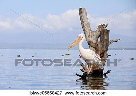 Great white pelican (Pelecanus onocrotalus), Lake Naivasha, Kenya, Africa View Large Photo Image Stock Photo - Great white pelican (Pelecanus onocrotalus), Lake Naivasha, Kenya, Africa. Fotosearch