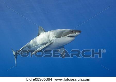 Picture - Great white shark (Carcharodon carcharias), Guadalupe Island, Mexico, Central America. Fotosearch