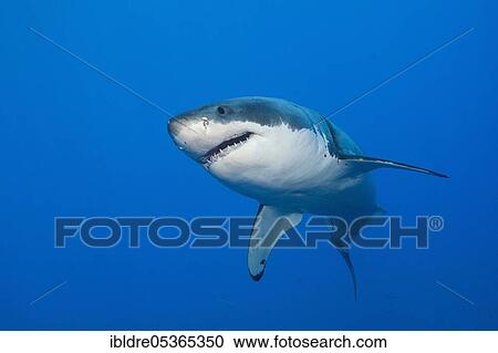 Great white shark (Carcharodon carcharias), Guadalupe Island, Mexico, Central America View Large Photo Image Stock Image - Great white shark (Carcharodon carcharias), Guadalupe Island, Mexico, Central America. Fotosearch