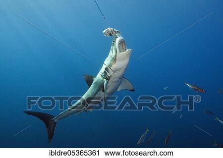 Great white shark (Carcharodon carcharias), Guadalupe Island, Mexico, Central America View Large Photo Image Stock Image - Great white shark (Carcharodon carcharias), Guadalupe Island, Mexico, Central America. Fotosearch