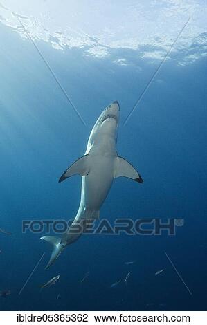 Stock Image - Great white shark (Carcharodon carcharias), Guadalupe Island, Mexico, Central America. Fotosearch