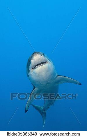 Stock Photo - Great white shark (Carcharodon carcharias), Guadalupe Island, Mexico, Central America. Fotosearch