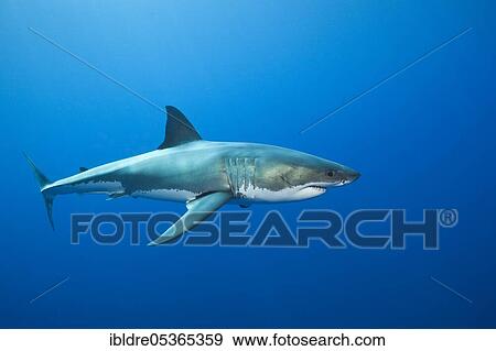 Stock Photo - Great white shark (Carcharodon carcharias), Guadalupe Island, Mexico, Central America. Fotosearch