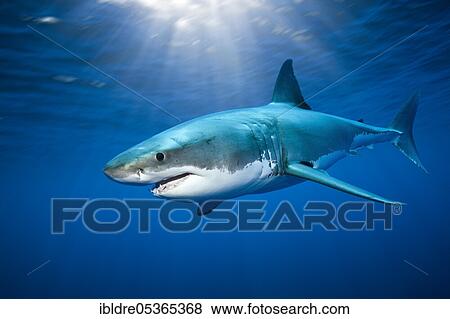 Stock Photo - Great white shark (Carcharodon carcharias), Guadalupe Island, Mexico, Central America. Fotosearch