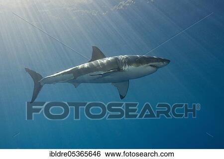 Great white shark (Carcharodon carcharias), South Africa, Africa View Large Photo Image Stock Photograph - Great white shark (Carcharodon carcharias), South Africa, Africa. Fotosearch