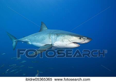 Great white shark (Carcharodon carcharias), Guadalupe Island, Mexico, Central America View Large Photo Image Stock Photography - Great white shark (Carcharodon carcharias), Guadalupe Island, Mexico, Central America. Fotosearch