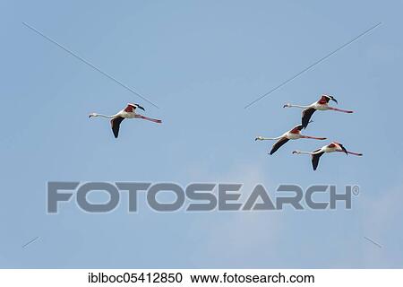 Greater flamingo, Marismas de Sancti Petri, Andalucia (Phoenicopterus roseus), Spain, Europe View Large Photo Image Stock Image - Greater flamingo, Marismas de Sancti Petri, Andalucia (Phoenicopterus roseus), Spain, Europe. Fotosearch