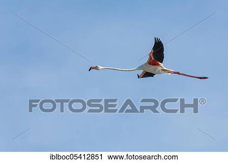 Stock Image - Greater flamingo, Marismas de Sancti Petri, Andalucia (Phoenicopterus roseus), Spain, Europe. Fotosearch
