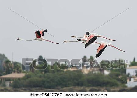 Greater flamingo, Marismas de Sancti Petri, Andalucia (Phoenicopterus roseus), Spain, Europe View Large Photo Image Stock Photo - Greater flamingo, Marismas de Sancti Petri, Andalucia (Phoenicopterus roseus), Spain, Europe. Fotosearch