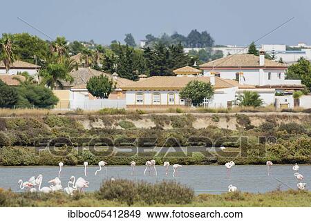 Greater flamingo, Marismas de Sancti Petri, Andalucia (Phoenicopterus roseus), Spain, Europe View Large Photo Image Stock Photo - Greater flamingo, Marismas de Sancti Petri, Andalucia (Phoenicopterus roseus), Spain, Europe. Fotosearch