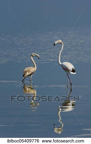 Stock Photograph - Greater flamingo (Phoenicopterus roseus), Lake Kerkini, Greece, Europe. Fotosearch