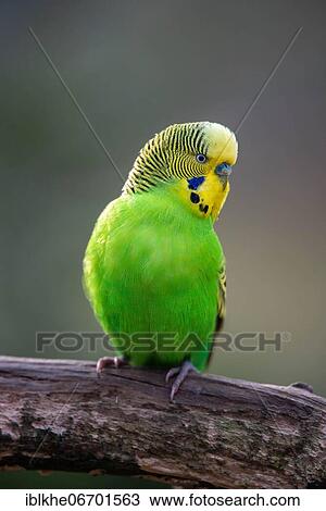 Green budgerigar (Melopsittacus undulatus) on branch, captive, occurrence Australia View Large Photo Image Stock Image - Green budgerigar (Melopsittacus undulatus) on branch, captive, occurrence Australia. Fotosearch