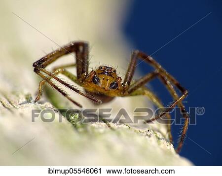 Green crab spider View Large Photo Image Stock Image - Green crab spider. Fotosearch