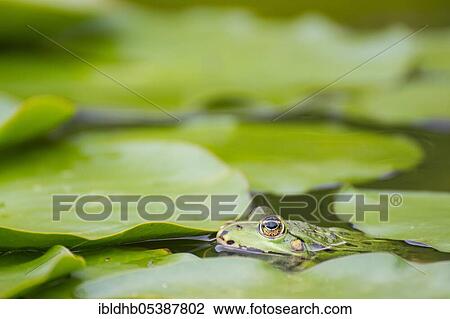 Stock Image - Green frog (Pelophylax kl. esculentus), Zingst, Mecklenburg-Vorpommern, Germany, Europe. Fotosearch