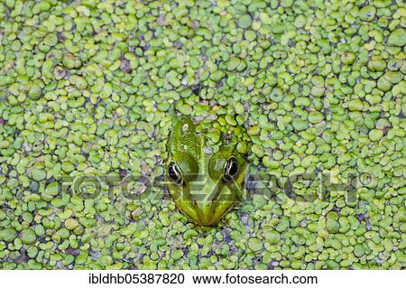 Green frog (Pelophylax kl. esculentus), Schleswig-Holstein, Germany, Europe View Large Photo Image Stock Image - Green frog (Pelophylax kl. esculentus), Schleswig-Holstein, Germany, Europe. Fotosearch