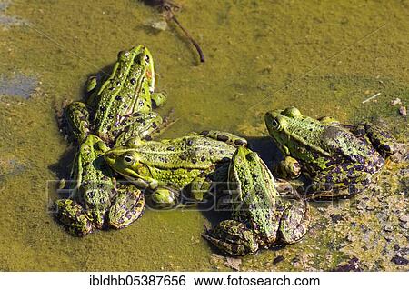 Stock Photograph - Green frog (Pelophylax kl. esculentus), Zingst, Mecklenburg-Vorpommern, Germany, Europe. Fotosearch