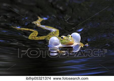 Green frog ( Rana esculenta) water frog, sound bubbles, sailing boat Moor, Switzerland, Europe View Large Photo Image Picture - Green frog ( Rana esculenta) water frog, sound bubbles, sailing boat Moor, Switzerland, Europe. Fotosearch