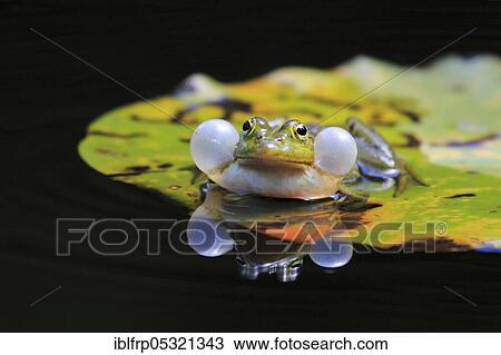 Stock Image - Green frog ( Rana esculenta) water frog, sound bubbles, sailing boat Moor, Switzerland, Europe. Fotosearch