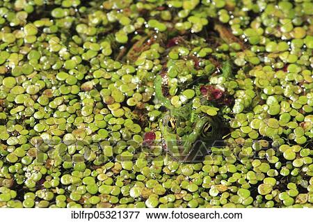 Stock Photo - Green frog ( Rana esculenta), Water frog, Seleger Moor, Switzerland, Europe. Fotosearch